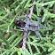 Anasa tristis (Squash bug)