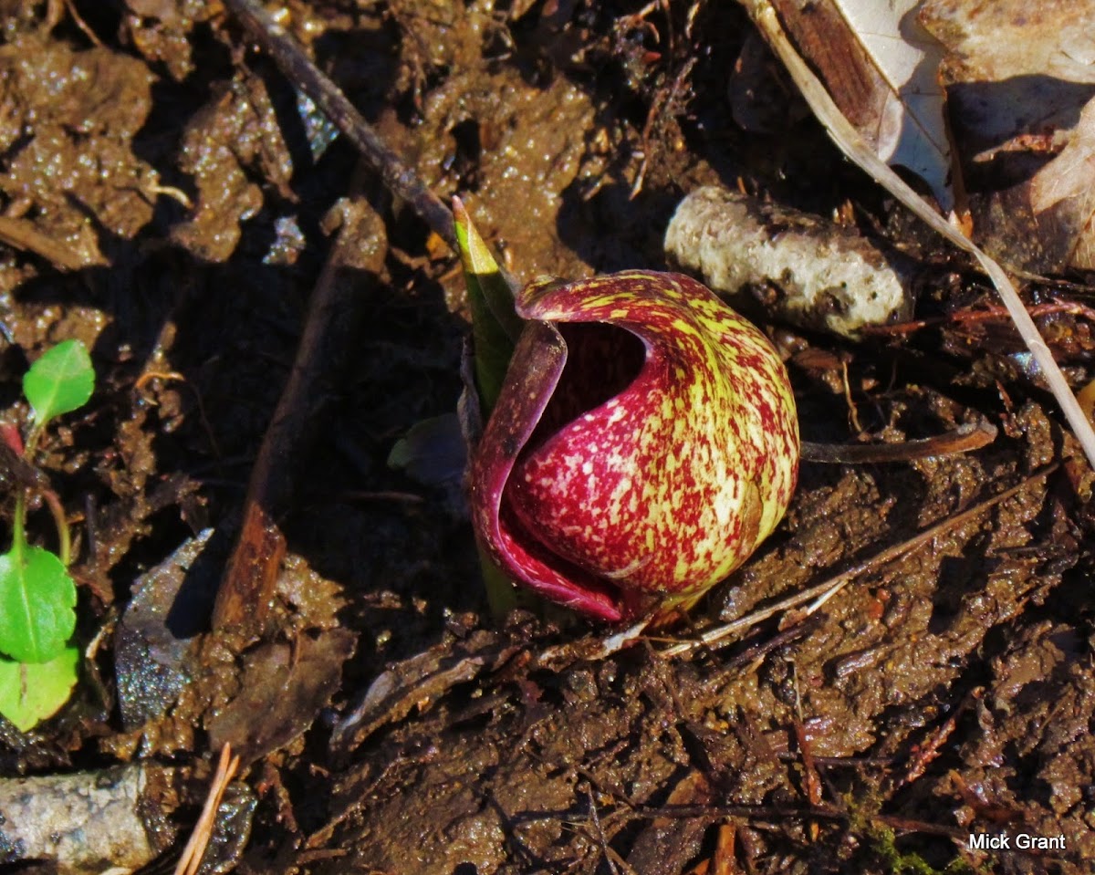 Skunk Cabbage (Polecat weed / Swamp cabbage) Project Noah