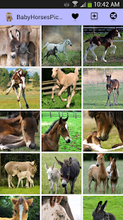 Baby Horses Pictures Screenshots 3