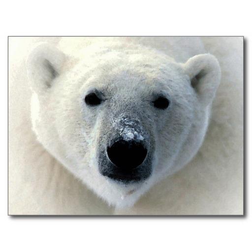 Polar Bear HD Wallpaper 個人化 App LOGO-APP開箱王