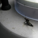 rove beetles
