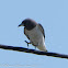 White-breasted Woodswallow