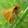 Small Skipper / Srebreni debeloglavac