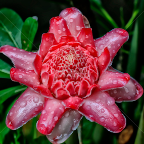 Pink by Putu Irpan Eka Ferdian - Flowers Flower Gardens