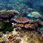 Bicolor parrotfish