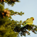 Rose-ringed Parakeet