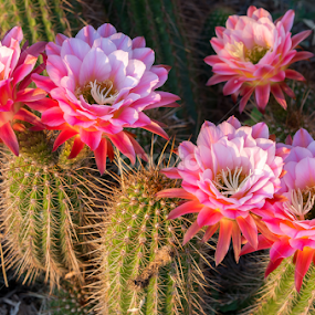 Nocturnal Echinopsis Hybrid by Robert Marquis - Flowers Flowers in the Wild