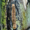 Caterpillar - Owl Butterfly