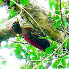 Crimson-winged Woodpecker, Picus puniceus, Pelatuk Sayap Merah