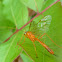 Ichneumon Wasp