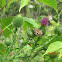 Canada Thistle