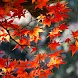 COLOR OF FALL