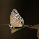 Cerulean butterfly