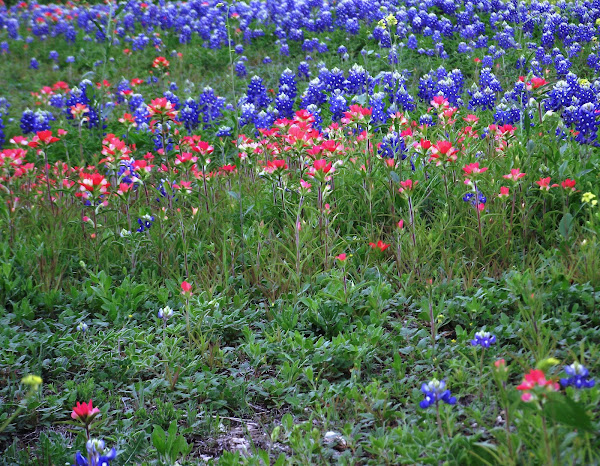 Indian Paintbrush | Project Noah