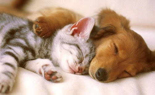 Lastest Puzzle - Puppies APK for Android