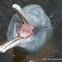 Amazon (Pink) River Dolphin