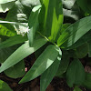 Starry False Solomon's Seal