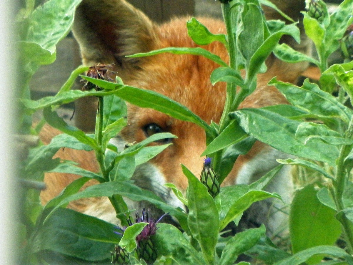 Red Fox (vixen)