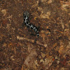 Marbled Salamander