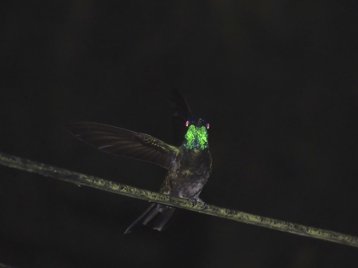 Magnificent Hummingbird