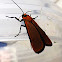 Lycid Mimic Concealer Moth