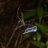 Net Casting Spider