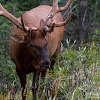 Elk / Wapiti