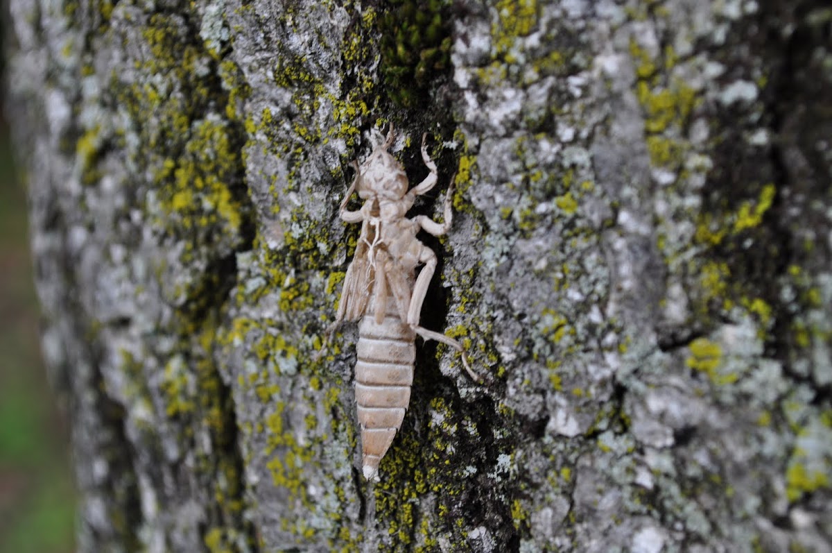 Remains of Dragon Fly nymph