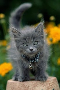 Cat Wallpaper Screenshots 3