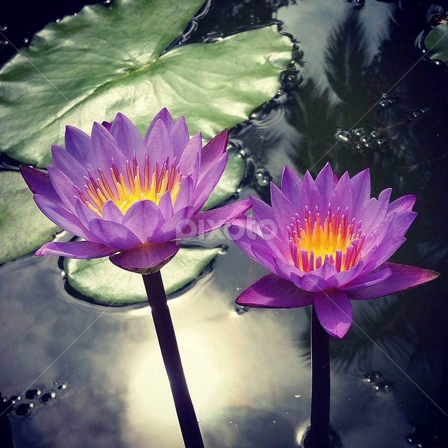 by Vysakh  Bhanu - Flowers Flower Gardens