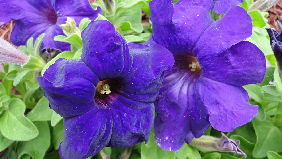 Purple Petunia