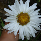 Shasta daisy