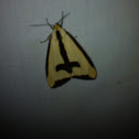 Clymene Moth