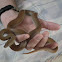 Brown House Snake