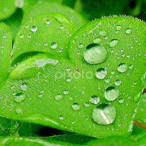 by Mariana Bešker - Nature Up Close Leaves & Grasses