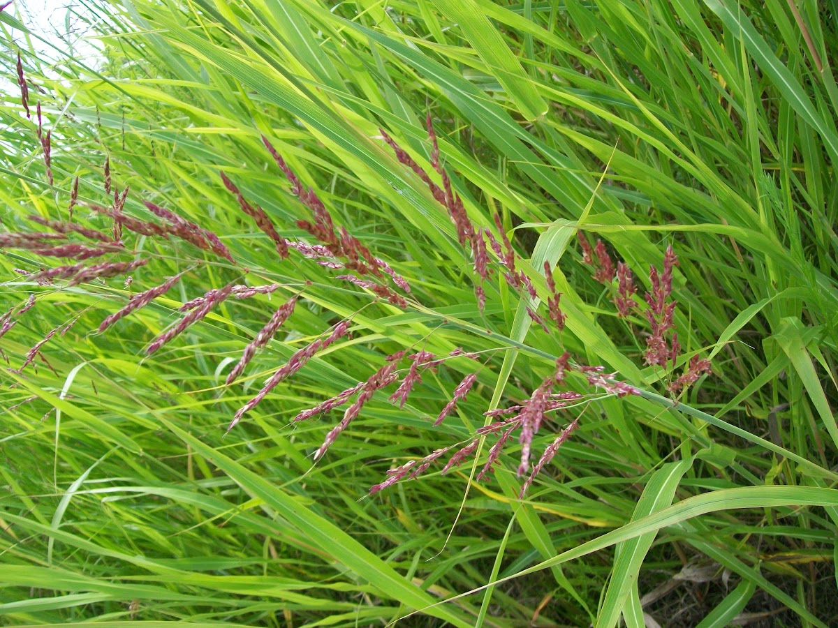 Purpletop Grass