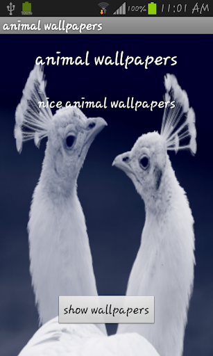 6- Animals wallpaper 2014