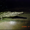 Nile crocodile