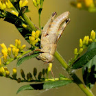 Scudder's Short-wing Grasshopper