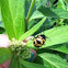 Swamp Milkweed Leaf Beetle