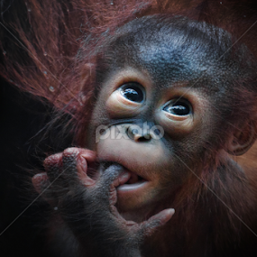 Shy by Michael Milfeit - Animals Other Mammals