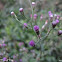 Tagulinaw, Lilac Tassleflower