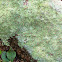 Fairy barf lichen