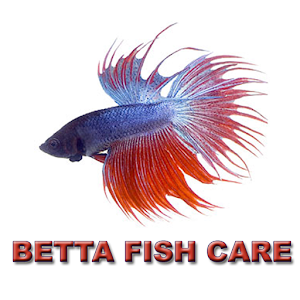 BETTA FISH CARE.apk 1.2