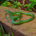 Green Water Snake