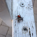 Redbacked jumping spider