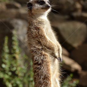 by Ewan Allardice - Animals Other Mammals