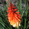 Red Hot Poker / Torch Lilly