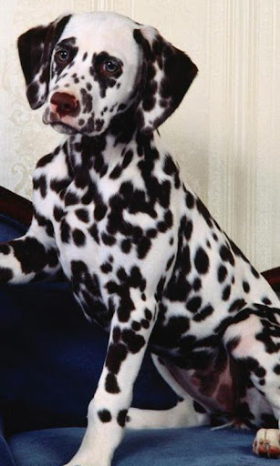 Dalmatian Jigsaw Puzzle