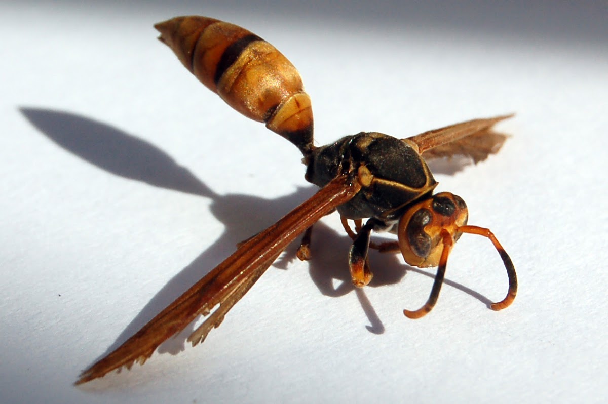 Avispa, Wasp